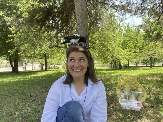 İyileştirdiği karga yalnız kalmasın diye yanında işe götürüyor