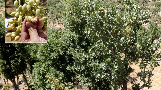 Bıttım ağaçları fıstık aşısı yapılarak ekonomiye kazandırıldı