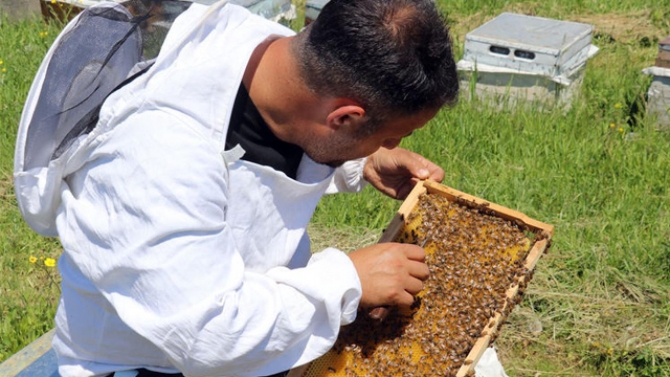 Tescilli 'geven balı'nda hasat zamanı