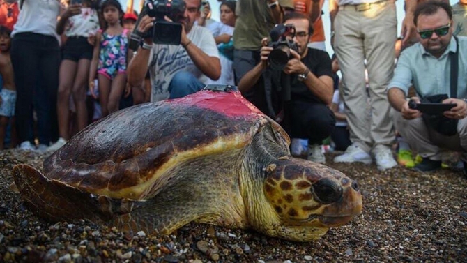 Tedavi edilen deniz kaplumbağası 1 ayda 485 kilometre yol katetti