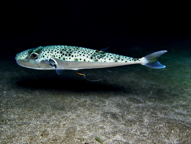 Denizlerde artan tehdit: İstilacı türler