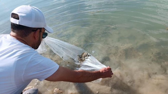 Günboğazı Göleti'ne 100 bin pullu sazan yavrusu bırakıldı
