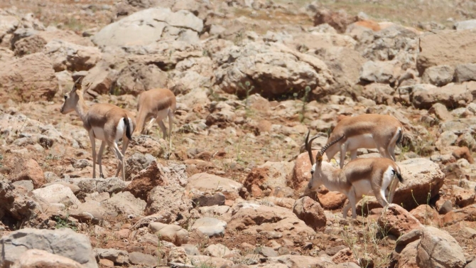 Terörün gölgesinden kurtulan Cudi Dağı'nda ceylan sayısı artıyor