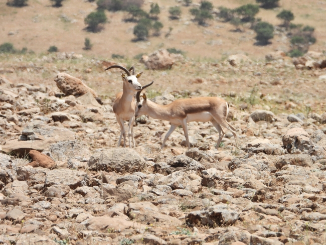 Terörün gölgesinden kurtulan Cudi Dağı'nda ceylan sayısı artıyor