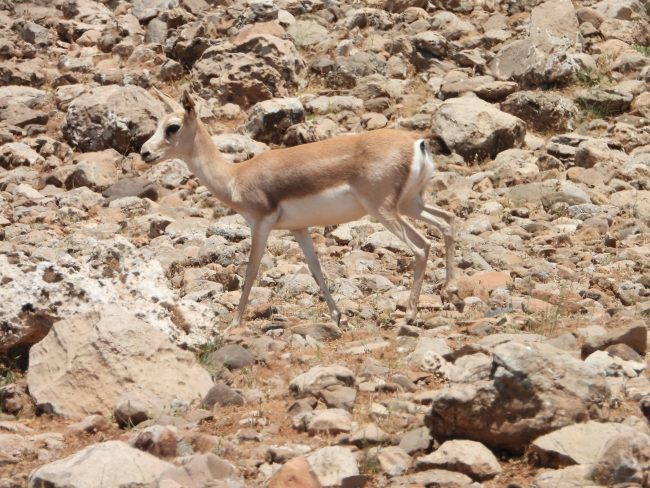 Terörün gölgesinden kurtulan Cudi Dağı'nda ceylan sayısı artıyor