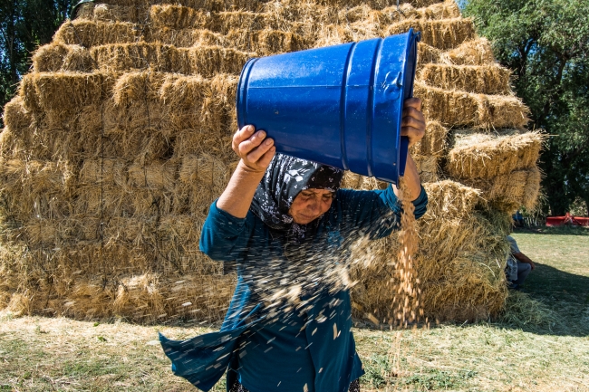 Kars'ın rüzgara karşı savrulan tahılları