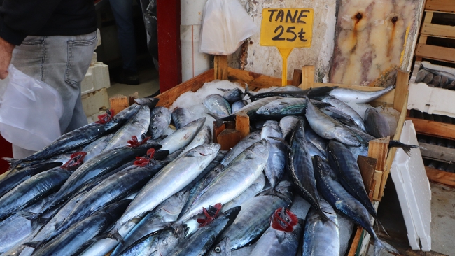 Karadeniz'de palamut bereketi sürüyor