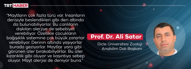 Yaşam alanlarımızdaki tehlike: Maytlar