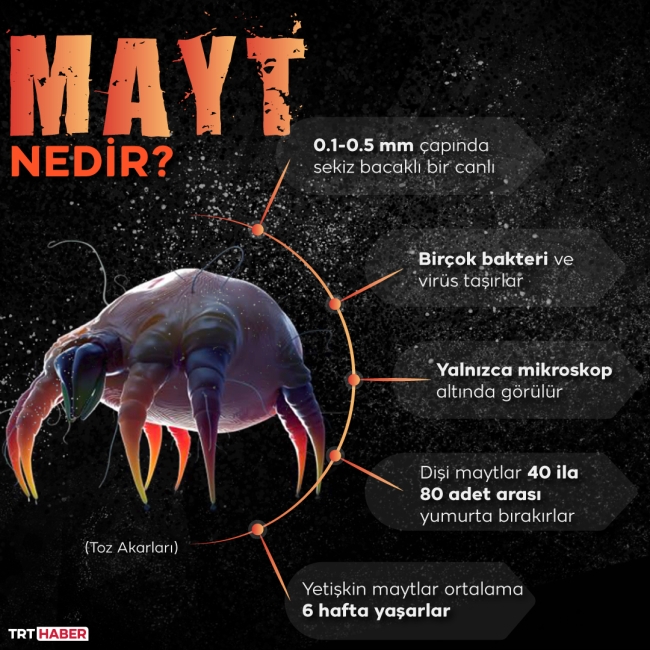 Yaşam alanlarımızdaki tehlike: Maytlar