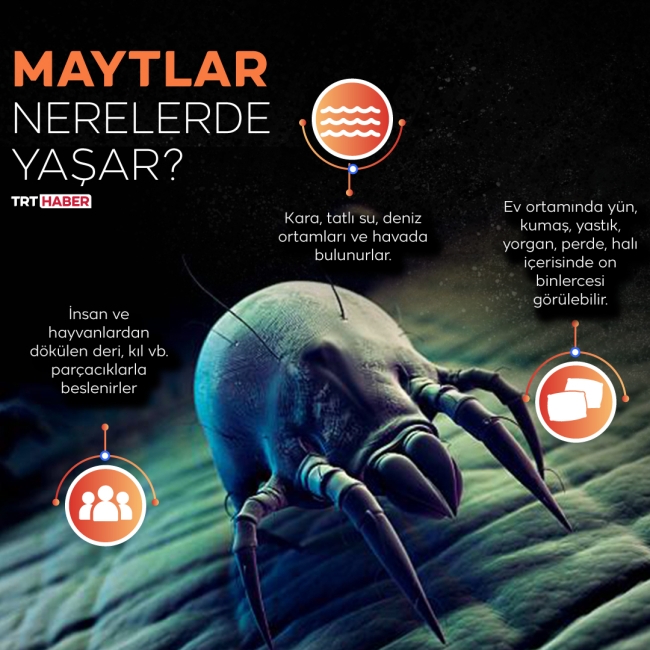 Yaşam alanlarımızdaki tehlike: Maytlar