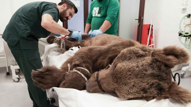 Sakarya'da yaralı bulunan ayı tedaviye alındı