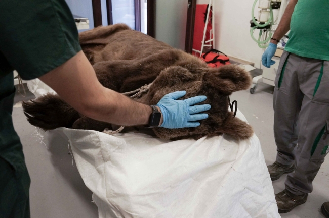 Sakarya'da yaralı bulunan ayı tedaviye alındı