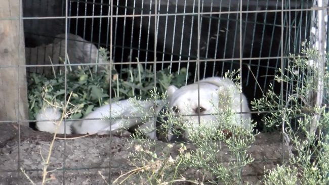 İstanbul'da otoparka silahlı saldırı