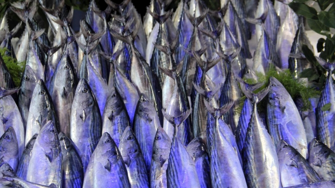 Karadeniz'de palamut bolluğu