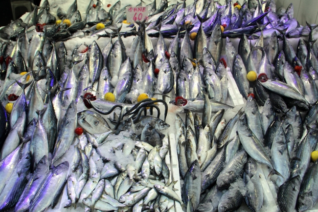 Karadeniz'de palamut bolluğu