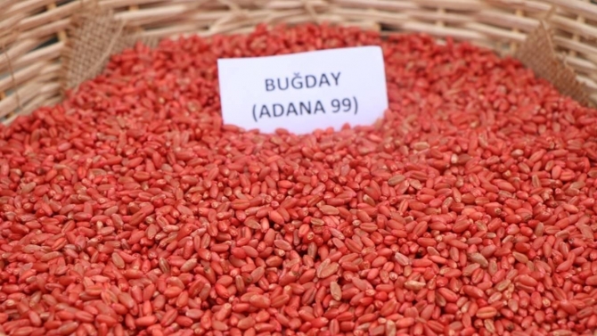 Yalova'da çiftçilere 135 ton buğday ve arpa tohumu dağıtıldı