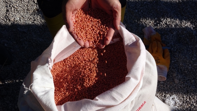 Yozgat’ta 3 milyon 500 bin dekar alana buğday ve arpa ekilecek