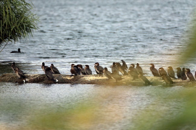 Ağrı Dağı eteğindeki Erhacı sulak alanında 68 kuş türü tespit edildi