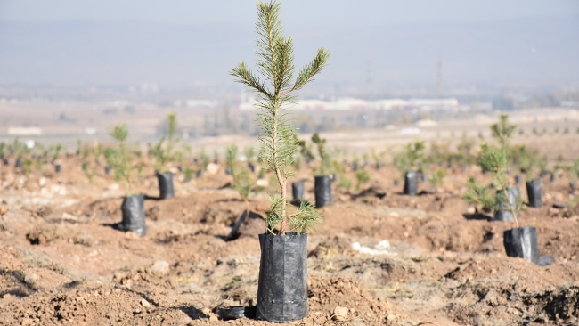 Fidanlar toprakla buluşturuldu