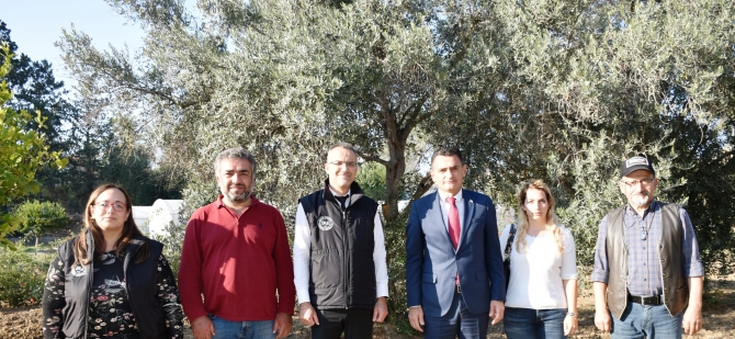 Tarımsal Araştırma Enstitüsü Müdürlüğü: “Yerli zeytin tescilinde son aşamaya gelindi”