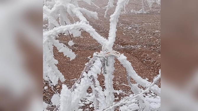 Malatya'da kırağı ağaçların dallarını kırdı
