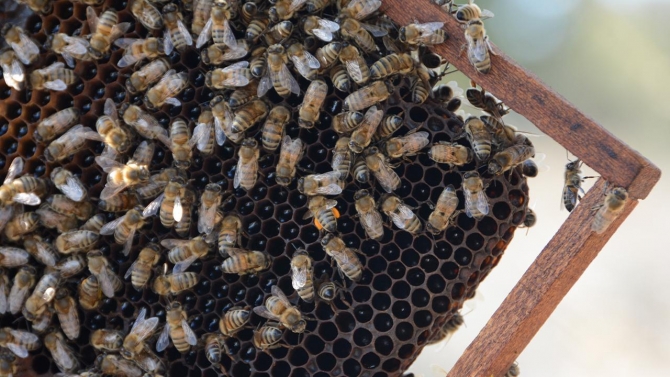 Arılar yalancı bahara aldandı: Bal üretiminde düşüş bekleniyor