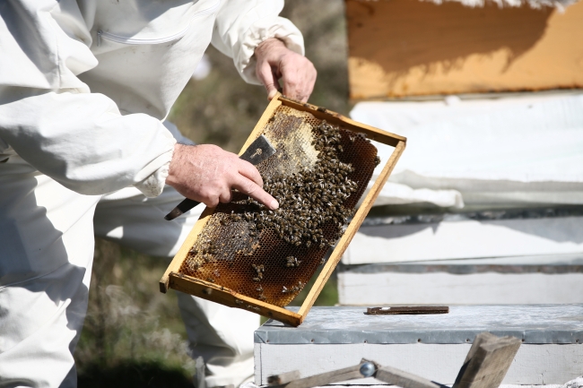 Arılar yalancı bahara aldandı: Bal üretiminde düşüş bekleniyor
