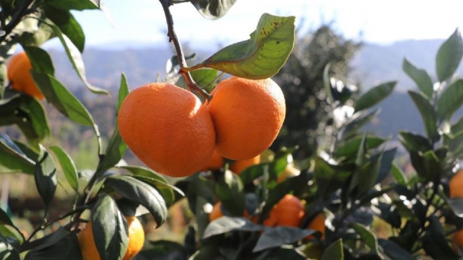 9 çeşit Rize Mandalinası tescillendi