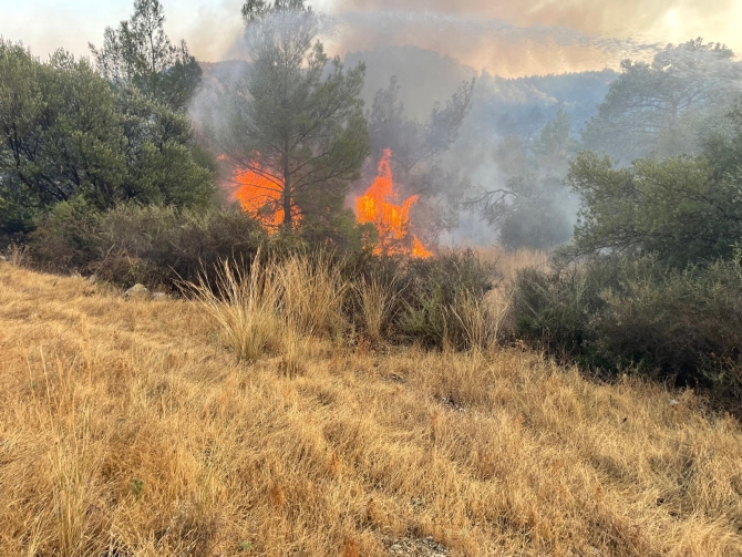 Yangında 900 dönümlük arazi zarar gördü